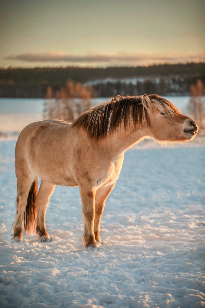 ponikerho pudasjärvi